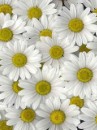 Ірина Прусак фотография #37 (источник - https://vk.com/id68508553)