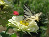 Фотография Зиновьевой Ирины