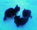 Фуфік Фуфік фотография #16 (источник - https://vk.com/id116358209)
