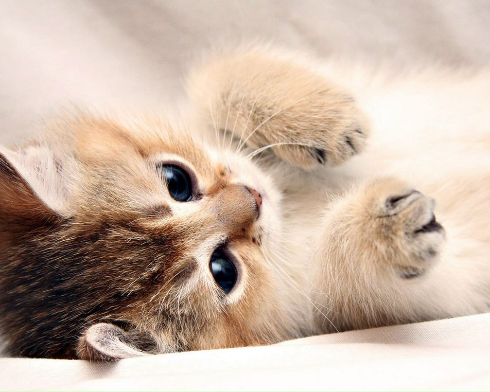 Надежда Липатникова фотография #30