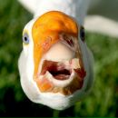 Фотография Гусевой Анны