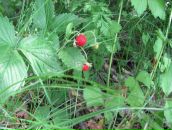 Юлія Зайцева фотография #49 (источник - https://vk.com/id77164824)