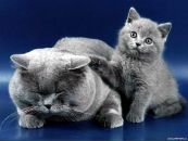 Фотография Светланки Светланы