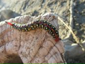 Фотография Помогайло Даши