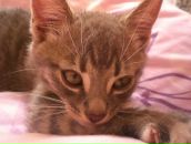 Фотография Джафаровой Гюльнары