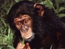 Ape Obstinate фотография #9 (источник - https://vk.com/id4298826)