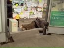 Фотография Сахабиева Ришата