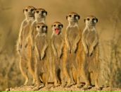 Фотография Бота Ивана