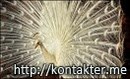 Ірина Дюга фотография #38 (источник - https://vk.com/id133742966)
