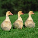 Андрій Павчак фотография #20 (источник - https://vk.com/id141551320)