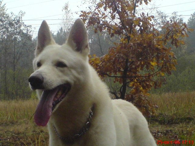 Bark Собакин фото №5