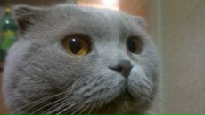 Фотография Goncharov Димы