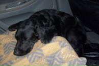 Артём Васильев фотография #30 (источник - https://vk.com/id657491)