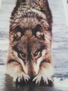 Фотография Королевой Алисы