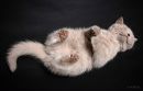 Фотография Семеновой Елены