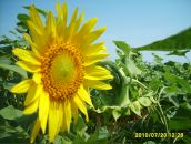 Фотография Решеткиной Анны