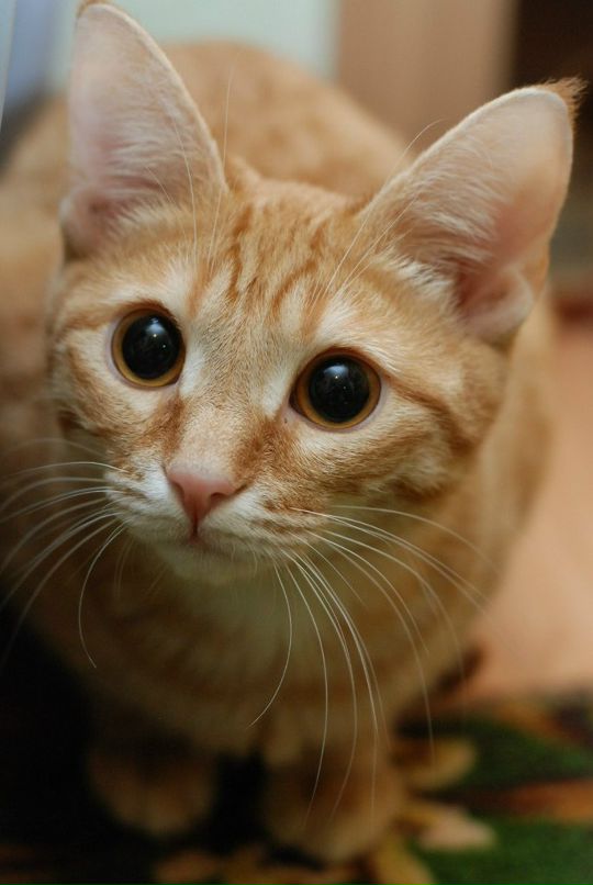 Дмитрий Яковлев фотография #46