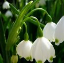 Ніна Руснак фотография #13 (источник - https://vk.com/id146398653)