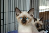 Фотография Крестьяниновой Елены