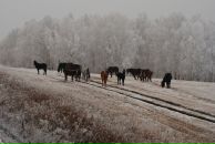 Yuri Bishaev фотография #14 (источник - https://vk.com/id770221)