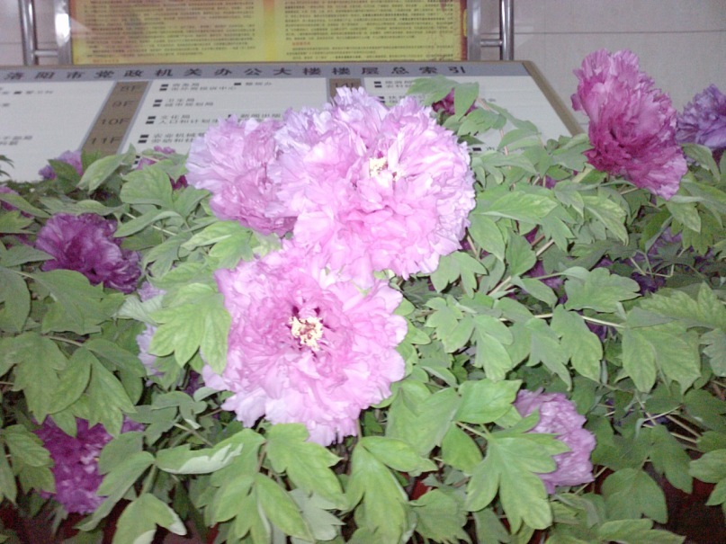 Jin Wei фотография #30