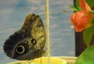 Фотография Волковой Алёны