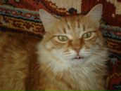 Фотография Тарасова Сергея