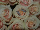 Фотография Романовской Елены