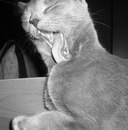 Фотография Акопян Рузанны