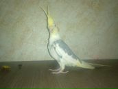 Андрей Поляков фотография #20 (источник - https://vk.com/id2800546)