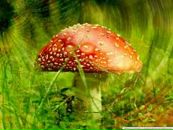 Юлія Париш фотография #1