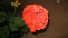 Юлия Дьякова фотография #36 (источник - https://vk.com/id1002634)