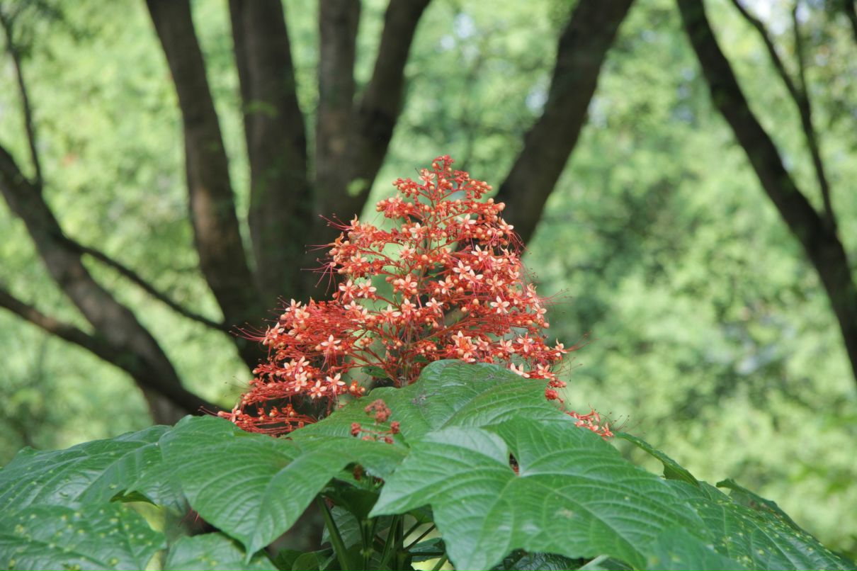 Дмитрий Симонов фотография #26