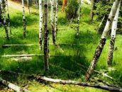 Сергій Басок фотография #9 (источник - https://vk.com/id29902322)