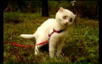 Дмитрий J фотография #8 (источник - https://vk.com/id2643003)