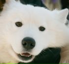 Фотография Теслы Евгения