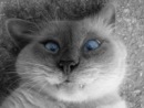 Фотография Мордвина Игоря