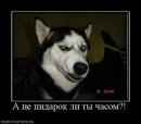 Руслан Пашаєв фотография #4 (источник - https://vk.com/id38958669)