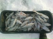 Саша Півень фотография #44 (источник - https://vk.com/id137847434)