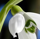 Софійка Киця фотография #24 (источник - https://vk.com/id161506940)