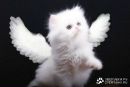 Іван Дмитрів фотография #5 (источник - https://vk.com/id141709721)