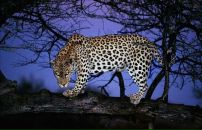 Фотография Портновой Дианы