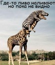 Віктор Янукович фотография #14 (источник - https://vk.com/id158417826)