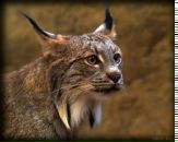 Фотография Віда Аяваськи