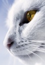•лунка•[kitten] (кетти милова) фотография #3 (источник - https://vk.com/id120310706)