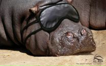 Фотография Красножона Димы