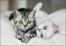 Света Мартина фотография #31 (источник - https://vk.com/id155957017)