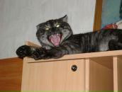 Фотография Muhonen Asija