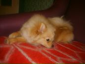 Фотография Кирпу Екатерины