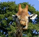 Фотография Воробей Анастасии